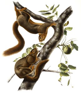 Orange-bellied Squirrel (Sciurus sub-auratus) from the viviparous quadrupeds of North America (1845) illustrated by John Woodhouse Audubon (1812-1862).