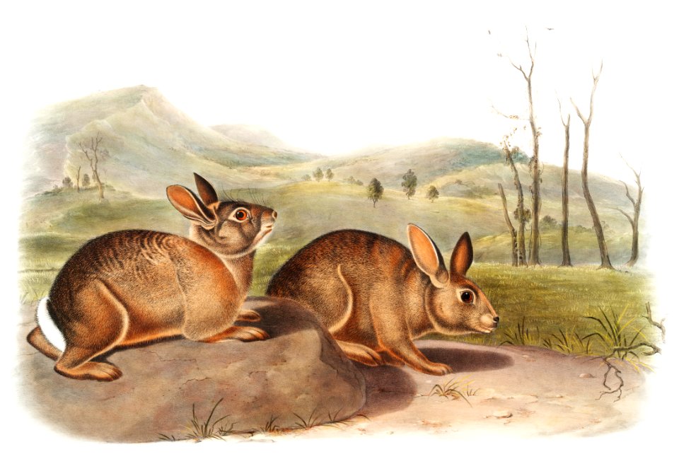 Bachman's Hare (Lepus Bachmani) from the viviparous quadrupeds of North America (1845) illustrated by John Woodhouse Audubon (1812-1862).