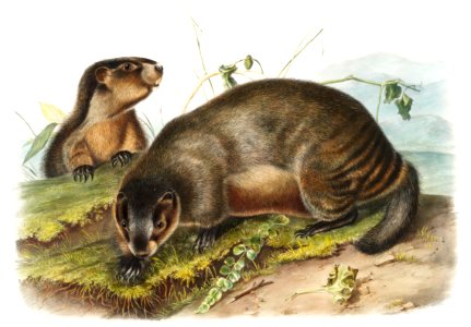 Hoary Marmot (Arctomys pruinosus) from the viviparous quadrupeds of North America (1845) illustrated by John Woodhouse Audubon (1812-1862).. Free illustration for personal and commercial use.