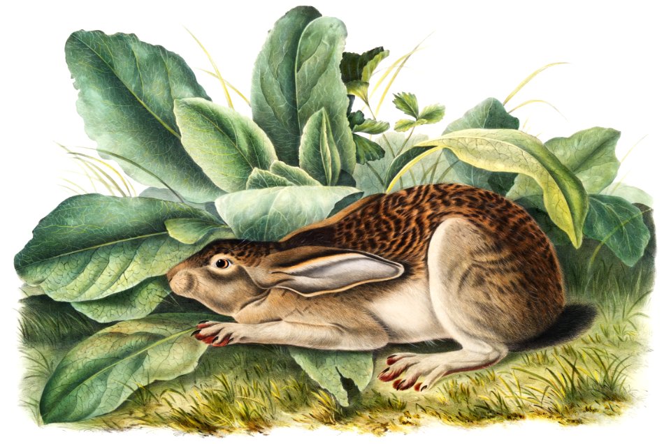 Black-tailed Hare (Lepus negricaudatus) from the viviparous quadrupeds of North America (1845) illustrated by John Woodhouse Audubon (1812-1862).