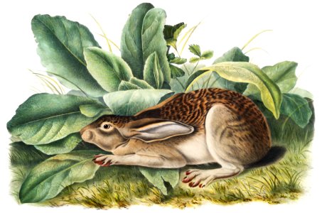 Black-tailed Hare (Lepus negricaudatus) from the viviparous quadrupeds of North America (1845) illustrated by John Woodhouse Audubon (1812-1862).. Free illustration for personal and commercial use.