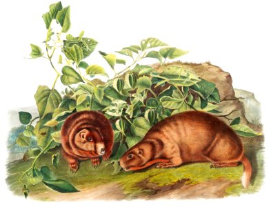 Lewi's Marmot (Arctomys Lewisii) from the viviparous quadrupeds of North America (1845) illustrated by John Woodhouse Audubon (1812-1862).