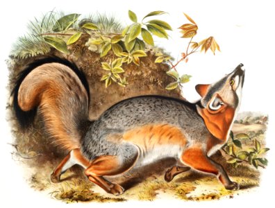 Grey Fox (Canis Virginianus) from the viviparous quadrupeds of North America (1845) illustrated by John Woodhouse Audubon (1812-1862).. Free illustration for personal and commercial use.