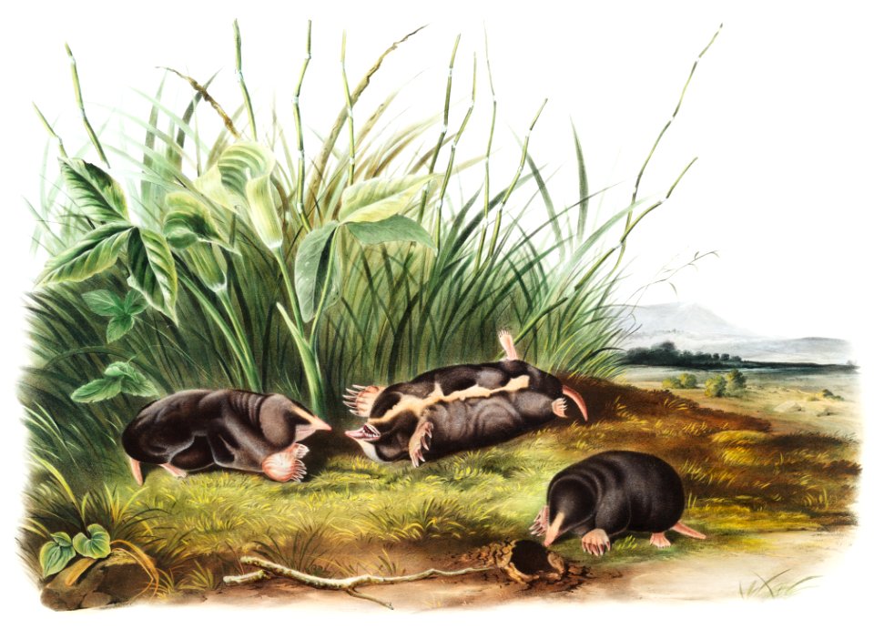 Townsend's Shrew Mole (Scalops Townsendii) from the viviparous quadrupeds of North America (1845) illustrated by John Woodhouse Audubon (1812-1862).