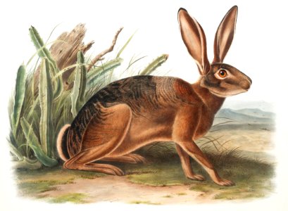 Californian Hare (Lepus californicus) from the viviparous quadrupeds of North America (1845) illustrated by John Woodhouse Audubon (1812-1862).