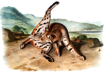Texan Lynx (Lynx rufus var. maculatus) from the viviparous quadrupeds of North America (1845) illustrated by John Woodhouse Audubon (1812-1862).
