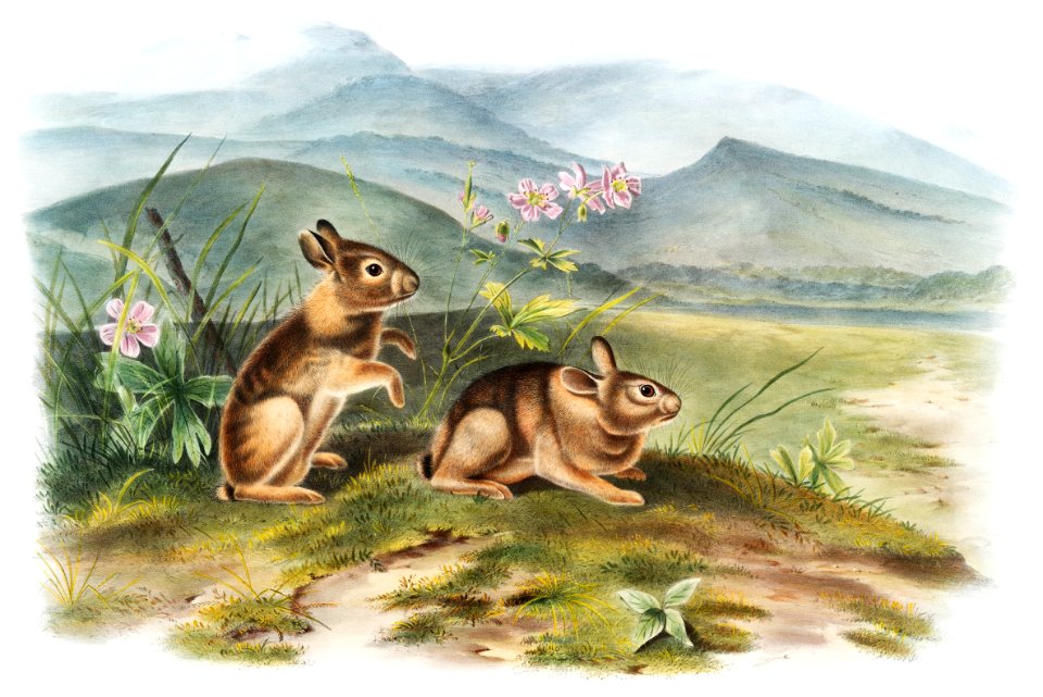 Nuttall's Hare (Lepus nuttallii) from the viviparous quadrupeds of North America (1845) illustrated by John Woodhouse Audubon (1812-1862).