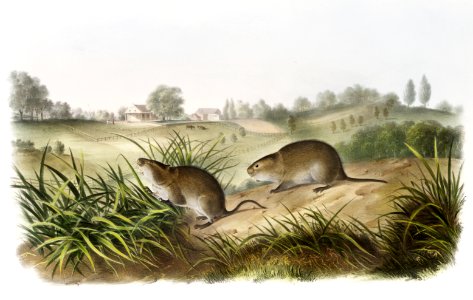 Wilson's Meadow Mouse (Arvicola Pennsylvanicus) from the viviparous quadrupeds of North America (1845) illustrated by John Woodhouse Audubon (1812-1862).. Free illustration for personal and commercial use.