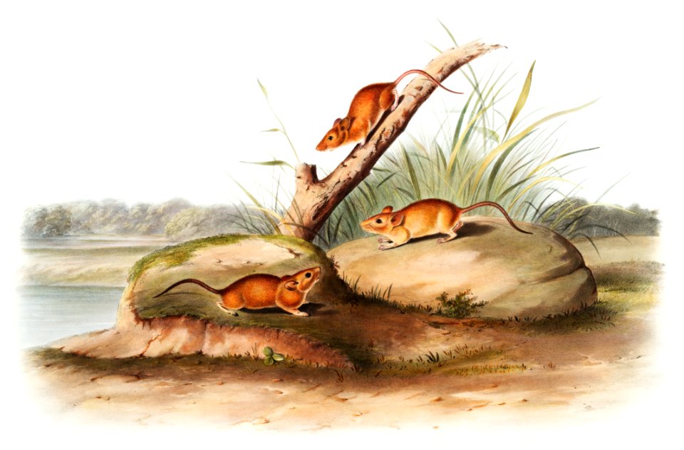 Orange colored Mouse (Mus aureolus) from the viviparous quadrupeds of North America (1845) illustrated by John Woodhouse Audubon (1812-1862).. Free illustration for personal and commercial use.
