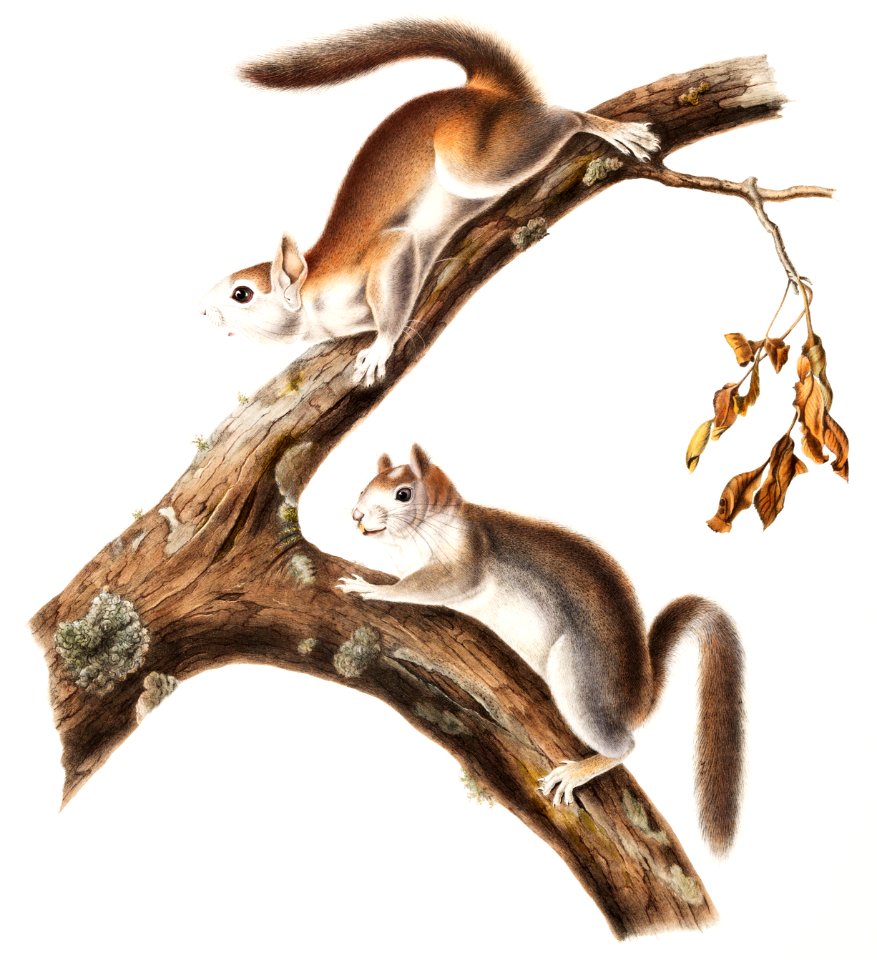 Downy Squirrel (Sciurus Lanigunosus) from the viviparous quadrupeds of North America (1845) illustrated by John Woodhouse Audubon (1812-1862).