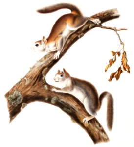 Downy Squirrel (Sciurus Lanigunosus) from the viviparous quadrupeds of North America (1845) illustrated by John Woodhouse Audubon (1812-1862).. Free illustration for personal and commercial use.