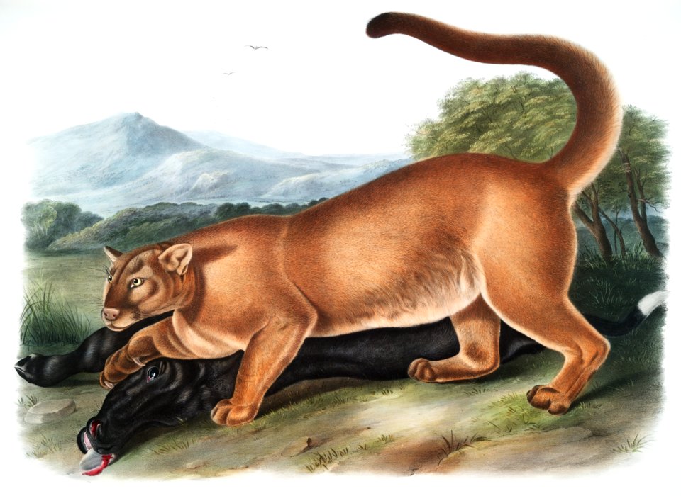 Cougar (Felis concolor) from the viviparous quadrupeds of North America (1845) illustrated by John Woodhouse Audubon (1812-1862).