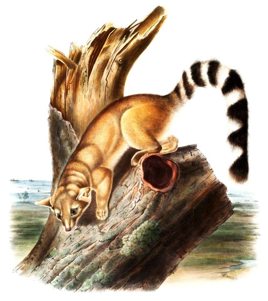 Ring-tailed Bassaris (Bassaris astuta) from the viviparous quadrupeds of North America (1845) illustrated by John Woodhouse Audubon (1812-1862).