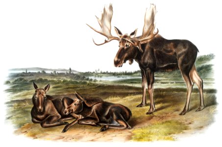Moose Deer (Servus alces) from the viviparous quadrupeds of North America (1845) illustrated by John Woodhouse Audubon (1812-1862).. Free illustration for personal and commercial use.