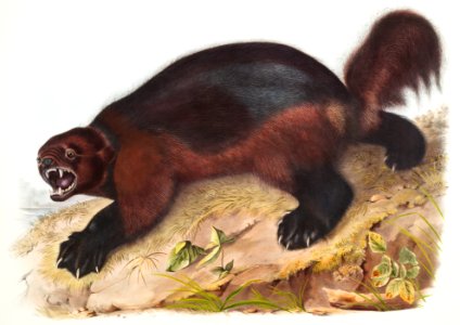 Wolverine (Gulo luscus) from the viviparous quadrupeds of North America (1845) illustrated by John Woodhouse Audubon (1812-1862).. Free illustration for personal and commercial use.
