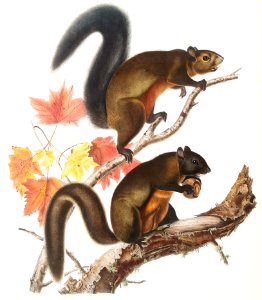 Long-haired Squirrel (Sciurus longipilis) from the viviparous quadrupeds of North America (1845) illustrated by John Woodhouse Audubon (1812-1862).. Free illustration for personal and commercial use.