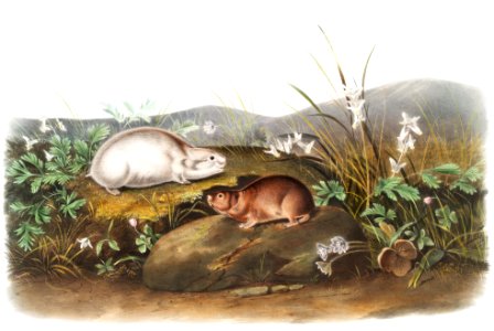 Hudson Bay Lemming (Myodes Hudsonius) from the viviparous quadrupeds of North America (1845) illustrated by John Woodhouse Audubon (1812-1862).. Free illustration for personal and commercial use.