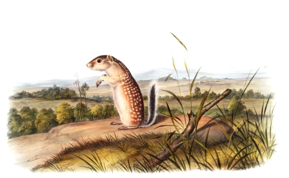 Mexican Marmot Squirrel (Spermophilus Mexicanus) from the viviparous quadrupeds of North America (1845) illustrated by John Woodhouse Audubon (1812-1862).