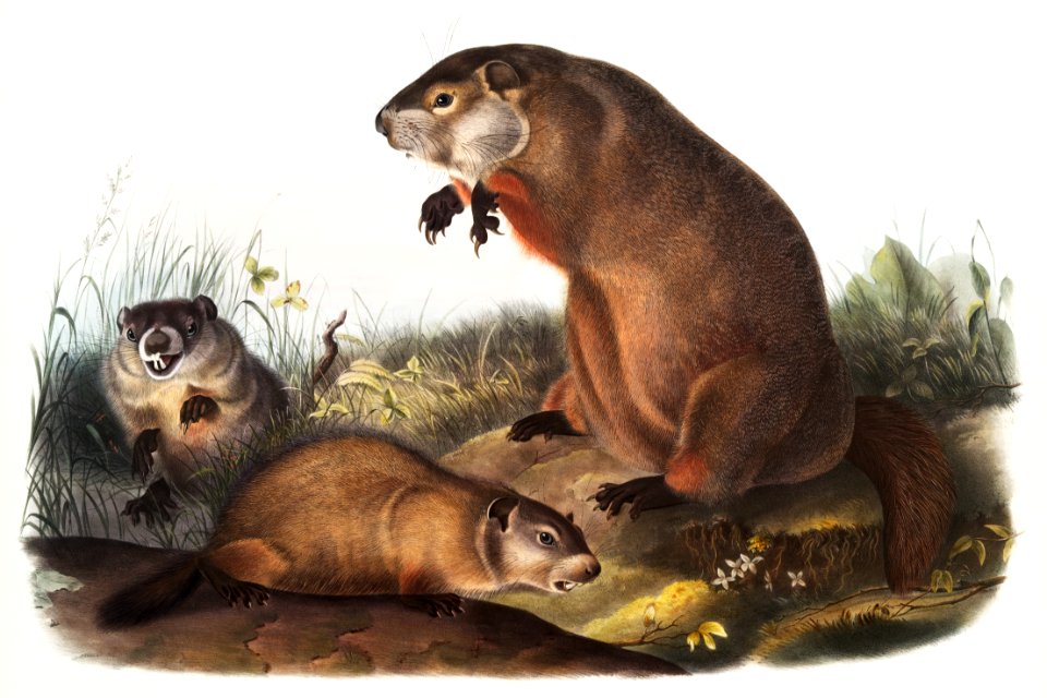 Woodchuck (Arctomys monax) from the viviparous quadrupeds of North America (1845) illustrated by John Woodhouse Audubon (1812-1862).