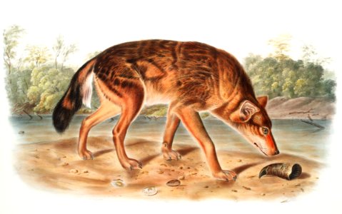 Red Texan Wolf (Canis lupus) from the viviparous quadrupeds of North America (1845) illustrated by John Woodhouse Audubon (1812-1862).. Free illustration for personal and commercial use.