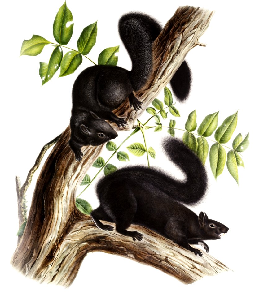 Black Squirrel (Sciurus niger) from the viviparous quadrupeds of North America (1845) illustrated by John Woodhouse Audubon (1812-1862).