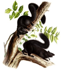 Black Squirrel (Sciurus niger) from the viviparous quadrupeds of North America (1845) illustrated by John Woodhouse Audubon (1812-1862).. Free illustration for personal and commercial use.