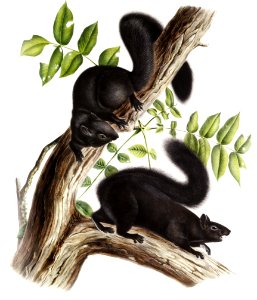 Black Squirrel (Sciurus niger) from the viviparous quadrupeds of North America (1845) illustrated by John Woodhouse Audubon (1812-1862).