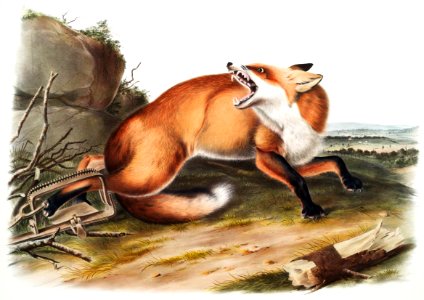 American Red-Fox (Vulpes Fulvus) from the viviparous quadrupeds of North America (1845) illustrated by John Woodhouse Audubon (1812-1862).. Free illustration for personal and commercial use.