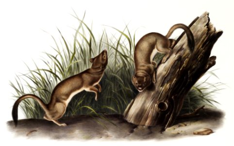 White Weasel, Stoat (Puttorius ermninea) from the viviparous quadrupeds of North America (1845) illustrated by John Woodhouse Audubon (1812-1862).