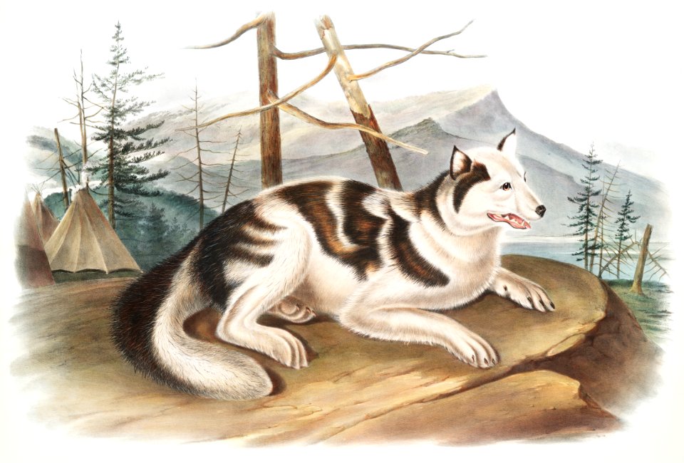 Hare-Indian Dog (Canis familiaris) from the viviparous quadrupeds of North America (1845) illustrated by John Woodhouse Audubon (1812-1862).