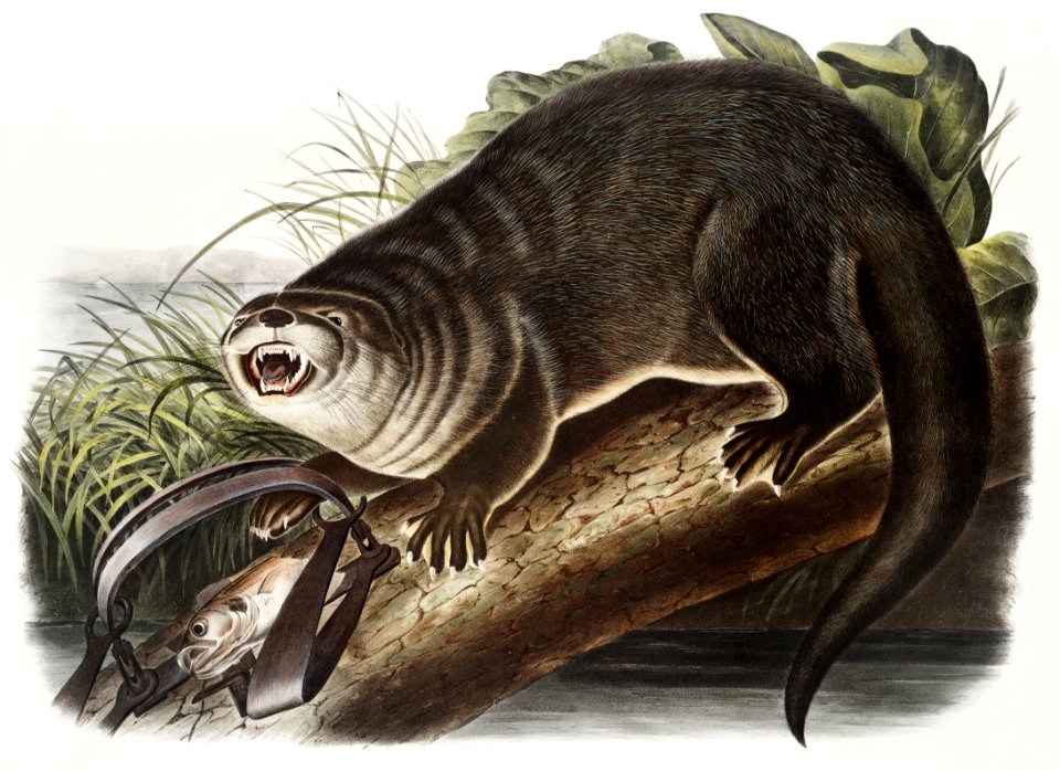 Canada Otter (Lutra Canadensis) from the viviparous quadrupeds of North America (1845) illustrated by John Woodhouse Audubon (1812-1862).