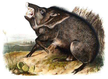 Collared Peccary (Dycoteles torquatus) from the viviparous quadrupeds of North America (1845) illustrated by John Woodhouse Audubon (1812-1862).. Free illustration for personal and commercial use.