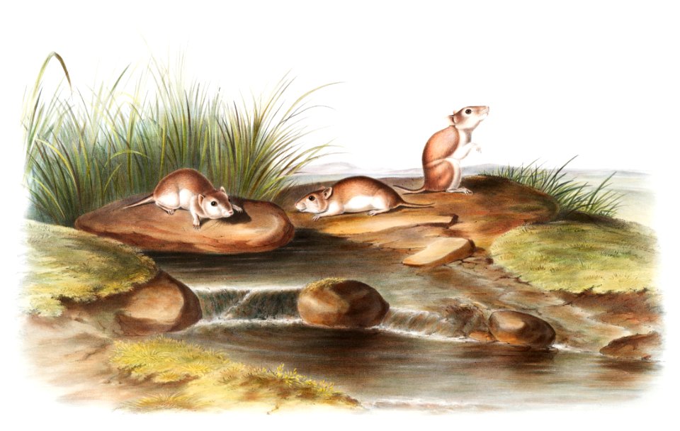 Missouri Mouse (Mus missouriensis) from the viviparous quadrupeds of North America (1845) illustrated by John Woodhouse Audubon (1812-1862).