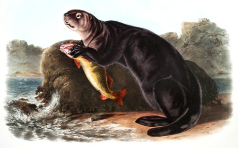 Sea Otter (Enhydra marina) from the viviparous quadrupeds of North America (1845) illustrated by John Woodhouse Audubon (1812-1862).. Free illustration for personal and commercial use.