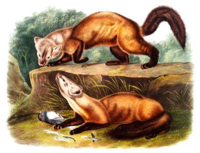 Pine Marten (Mustela martes) from the viviparous quadrupeds of North America (1845) illustrated by John Woodhouse Audubon (1812-1862).. Free illustration for personal and commercial use.