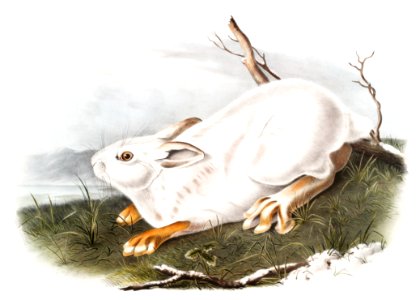 Northern Hare in winter (Lepus Americanus) from the viviparous quadrupeds of North America (1845) illustrated by John Woodhouse Audubon (1812-1862).. Free illustration for personal and commercial use.