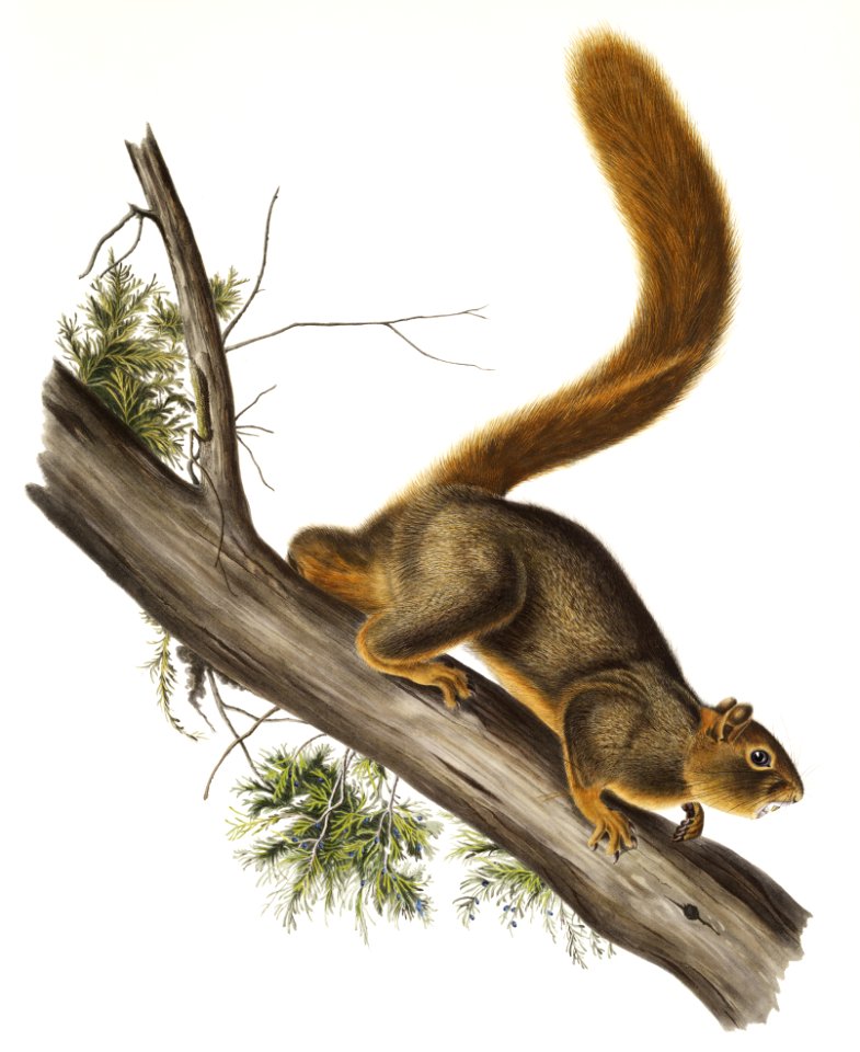 Red-tailed Squirrel (Sciurus rubricaudatus) from the viviparous quadrupeds of North America (1845) illustrated by John Woodhouse Audubon (1812-1862).