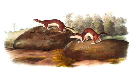 Little American Brown Weasel (Mustela fusca) from the viviparous quadrupeds of North America (1845) illustrated by John Woodhouse Audubon (1812-1862).. Free illustration for personal and commercial use.