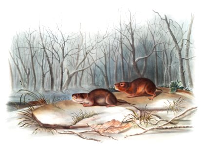 Richardson's Meadow Mouse (Arvicola richardsonii) from the viviparous quadrupeds of North America (1845) illustrated by John Woodhouse Audubon (1812-1862).