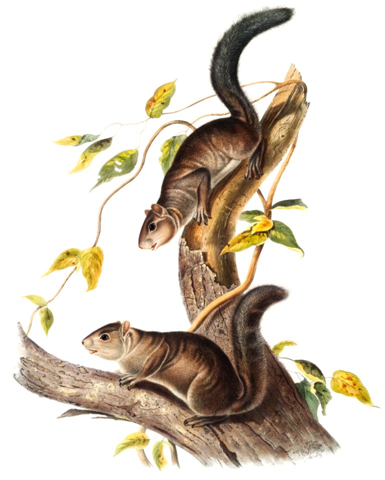 Collies Squirrel (Sciurus colliaei) from the viviparous quadrupeds of North America (1845) illustrated by John Woodhouse Audubon (1812-1862).