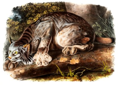 Canada Lynx (Lynx Canadensis) from the viviparous quadrupeds of North America (1845) illustrated by John Woodhouse Audubon (1812-1862).. Free illustration for personal and commercial use.