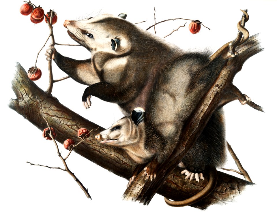 Virginian Opossum (Didelphis Virginiana) from the viviparous quadrupeds of North America (1845) illustrated by John Woodhouse Audubon (1812-1862).