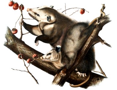 Virginian Opossum (Didelphis Virginiana) from the viviparous quadrupeds of North America (1845) illustrated by John Woodhouse Audubon (1812-1862).. Free illustration for personal and commercial use.