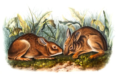 Marsh Hare (Lepus palustris) from the viviparous quadrupeds of North America (1845) illustrated by John Woodhouse Audubon (1812-1862).