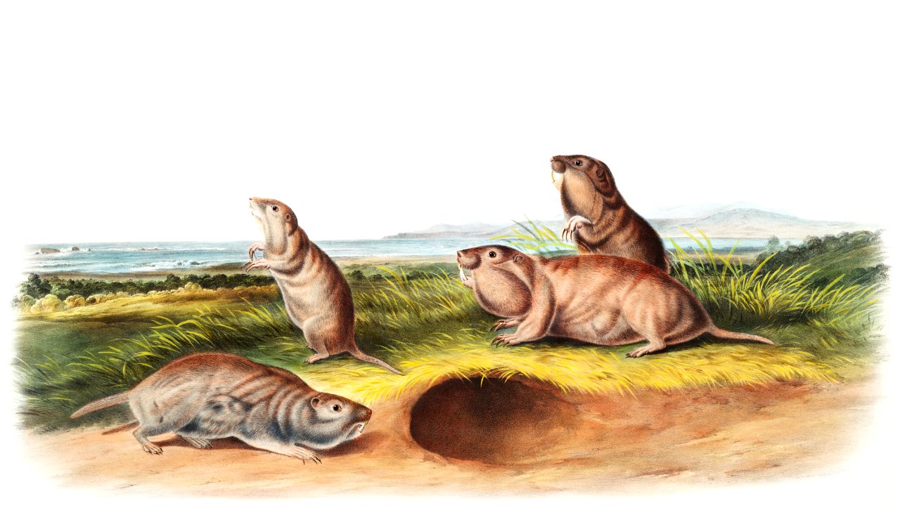 Camas Rat (Pseudostoma Borealis) from the viviparous