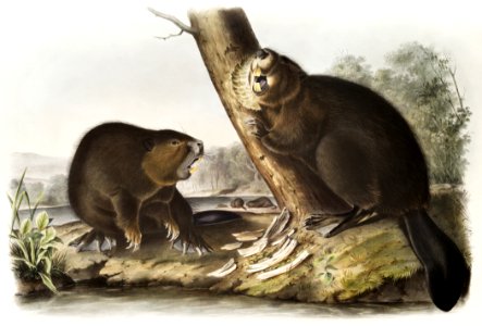 American Beaver (Castor fiber Americanus) from the viviparous quadrupeds of North America (1845) illustrated by John Woodhouse Audubon (1812-1862).. Free illustration for personal and commercial use.