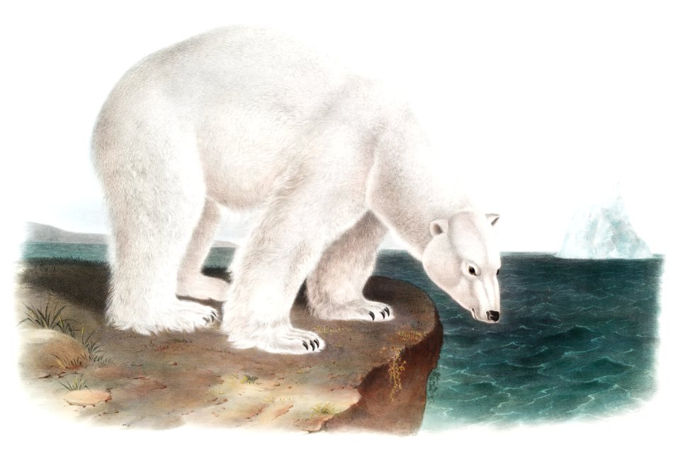Polar Bear (Ursus maritimus) from the viviparous quadrupeds of North America (1845) illustrated by John Woodhouse Audubon (1812-1862).