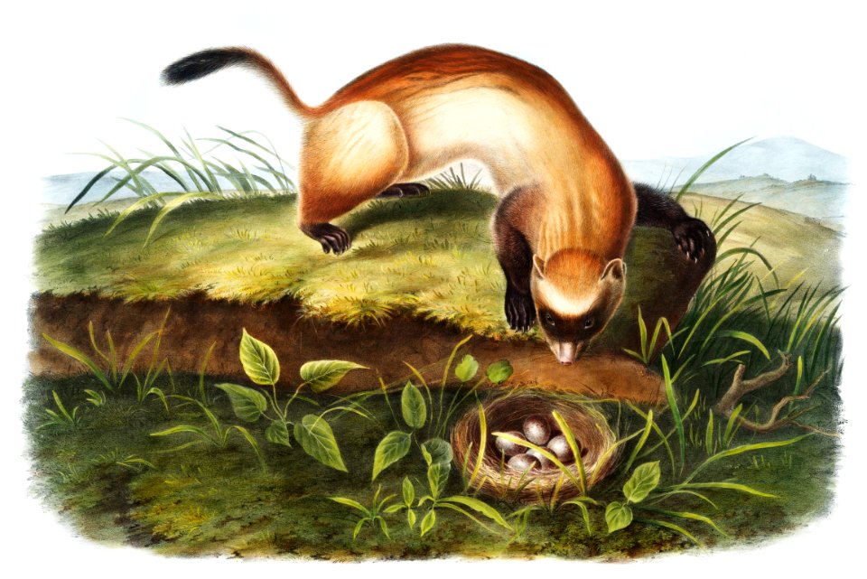 Black-footed Ferret (Putorius nigripes) from the viviparous quadrupeds of North America (1845) illustrated by John Woodhouse Audubon (1812-1862).