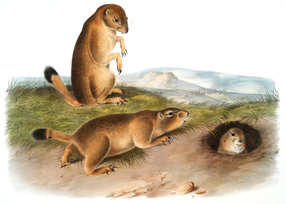 Prairie Dog or Prairie marmot squirrel (Spermophilus ludovicianus) from the viviparous quadrupeds of North America (1845) illustrated by John Woodhouse Audubon (1812-1862).