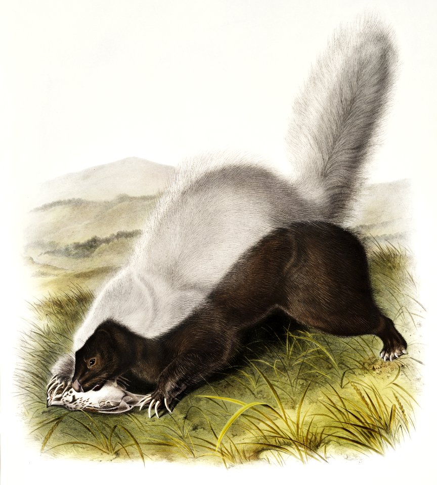 Texan Skunk (Mephitis mesoleuca) from the viviparous quadrupeds of North America (1845) illustrated by John Woodhouse Audubon (1812-1862).